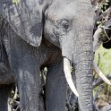 BWA NW Chobe 2016DEC04 NP 103 : 2016, 2016 - African Adventures, Africa, Botswana, Chobe National Park, Date, December, Month, Northwest, Places, Southern, Trips, Year